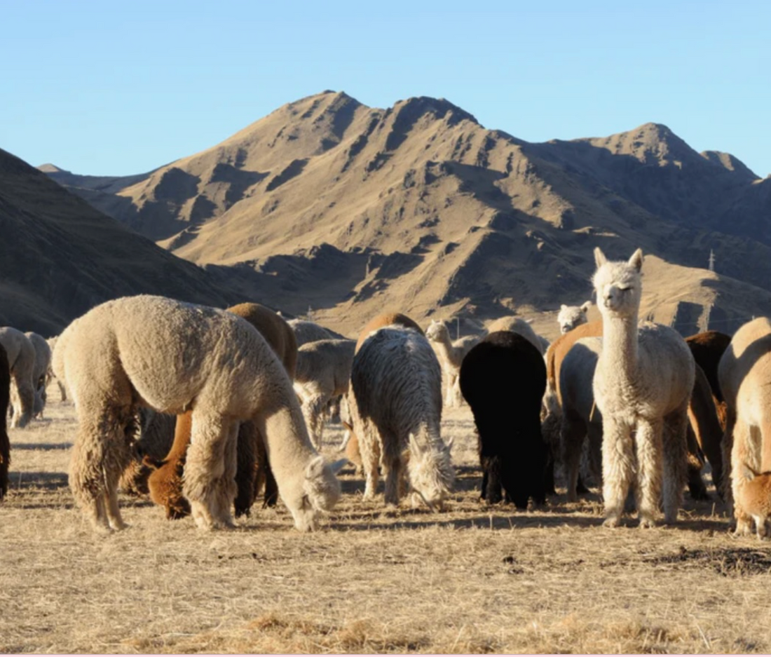 Assessing the sustainablity of Alpaca Fur